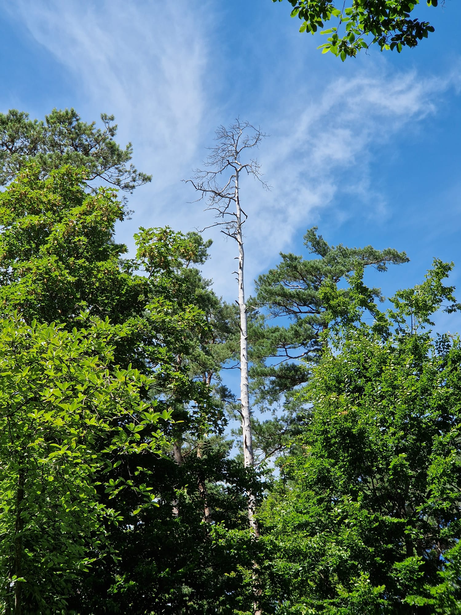 Arbre mort