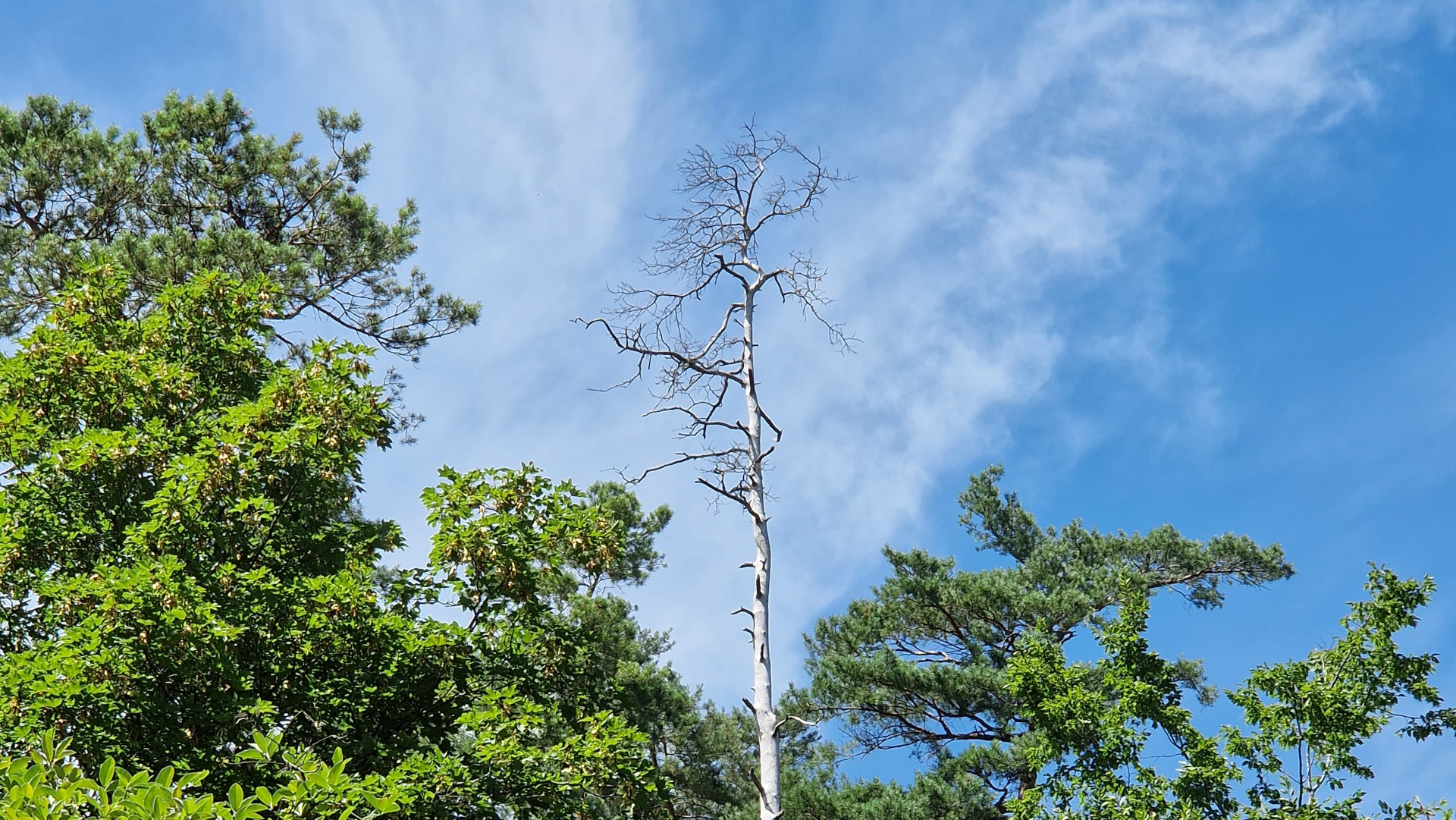 Cet arbre mort au milieu de la vie... et si c'était vous ?